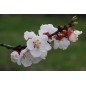 Prunus Armeniaca - 10 graines Prunus Armeniaca - 10 graines