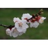 Fleurs de prunus armeniaca