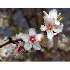 Fleurs de prunus amygdalus