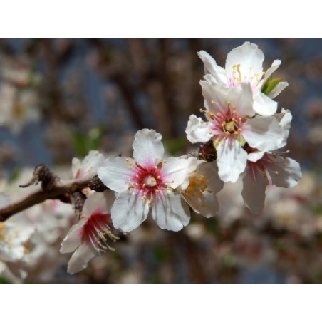 Prunus Amygdalus -10 graines