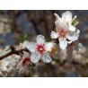 Fleurs de prunus amygdalus