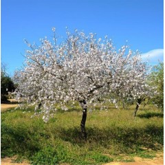 Prunus amygdalus en pleine terre