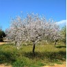 Prunus amygdalus en pleine terre