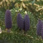 Abies Amabilis - 10 graines Abies Amabilis - 10 graines