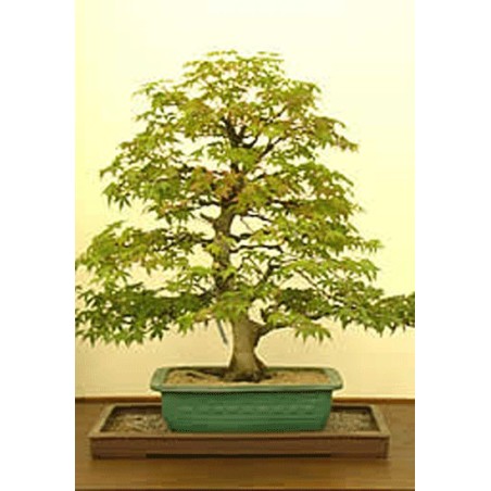 Acer Negundo - 10 graines