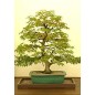 Acer Negundo - 10 graines Acer Negundo - 10 graines