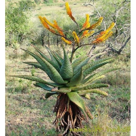 Plant d'aloe marlothii