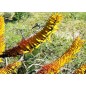 Aloe Marlothii - 10 graines Aloe Marlothii - 10 graines