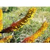 Fleurs d'aloe marlothii