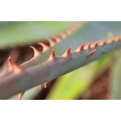 Graines de Aloe Ferox - 10 graines - Graines exotiques -  - 1