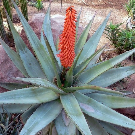 Plant d'aloe ferox