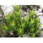 Aloe Juddii - 10 graines Aloe Juddii - 10 graines