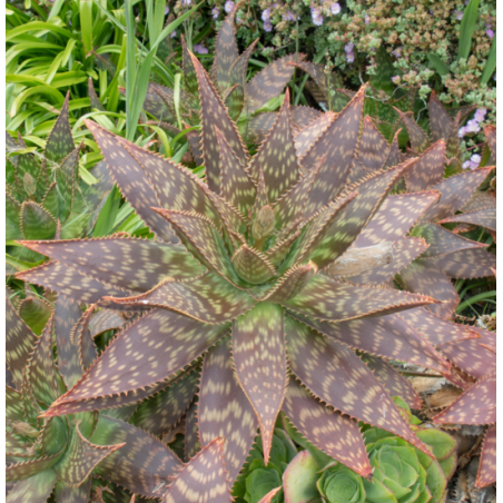 Aloe Maculata - 10 graines