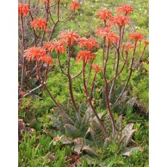 Aloès zébré en fleurs