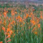 Watsonia Pillansii - 10 graines Watsonia Pillansii - 10 graines