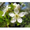 Fleurs de prunus mahaleb