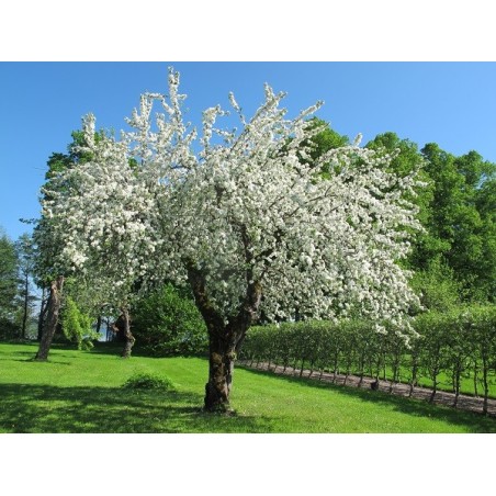 Prunus Mahaleb - 10 graines