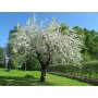 Cerisier de Sainte Lucie en fleurs
