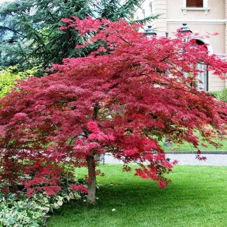 Acer Palmatum atropurpureum - 10 graines