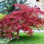 Acer palmatum atropurpureum en pleine terre