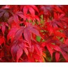 Feuilles d'érable palmé rouge