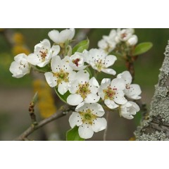 Ombelle de fleurs pyrus communis