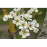 Ombelle de fleurs pyrus communis