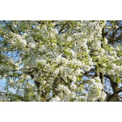 Floraison de pyrus communis