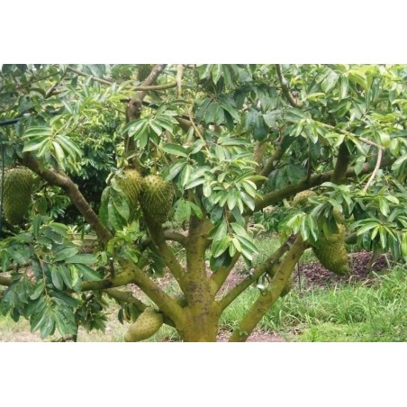 Annona Muricata - 10 graines