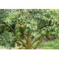 Annona Muricata - 10 graines Annona Muricata - 10 graines