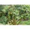 Annona Muricata - 10 graines