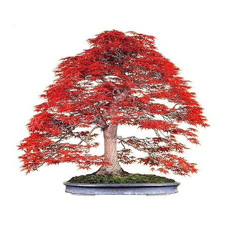 Bonsaï de acer palmatum atropurpureum