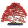 Bonsaï de acer palmatum atropurpureum