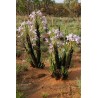 Xerophyta retinervis en fleurs