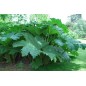Gunnera Manicata - 10 graines Gunnera Manicata - 10 graines