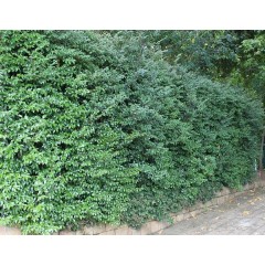 Diospyros whyteana planté en haie