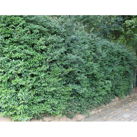 Diospyros Whyteana - 10 graines