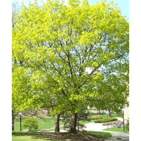 Acer Platanoïdes - 10 graines