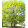 Acer Platanoïdes - 10 graines