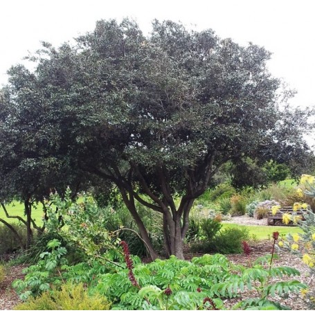 Diospyros whyteana planté en isolé au jardin