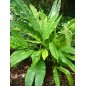 Cyclanthus Bipartus - 10 graines Cyclanthus Bipartus - 10 graines