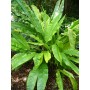 Plant de cyclanthus