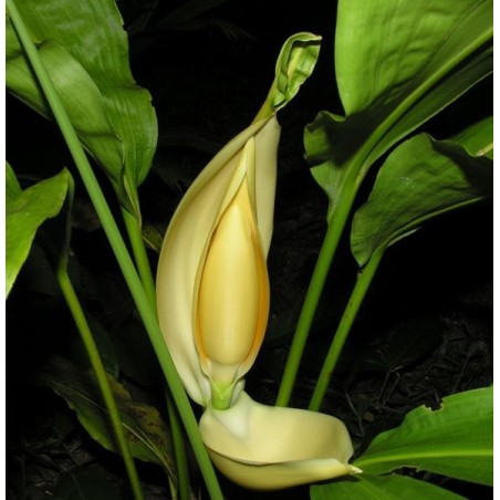 Fleur de cyclanthus