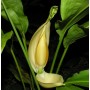 Fleur de cyclanthus