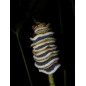 Cyclanthus Bipartus - 10 graines Cyclanthus Bipartus - 10 graines