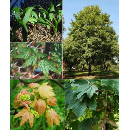 Acer Pseudoplatanus Atropurpurea - 10 graines