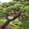 Pinus Thunbergii - 10 graines