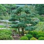 Pinus parviflora taillé en pleine terre