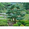 Pinus parviflora taillé en pleine terre