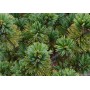 Pinus Parviflora - 10 graines